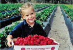 Pick your own strawberries