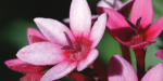 Free entry for military at Leu Gardens on Memorial Day