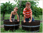 Harvest Grape Stomp at Lakeridge Winery