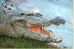 Gatorland Florida Resident tickets $9.99