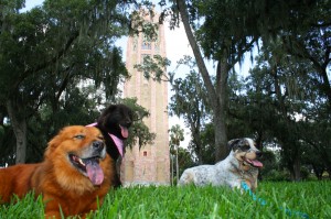 are dogs allowed at bok tower