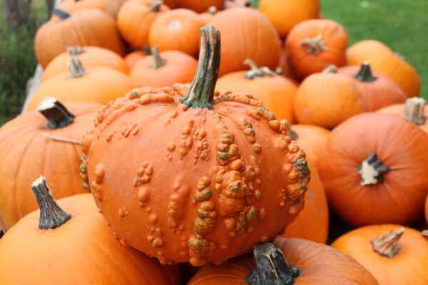 fall events in Orlando