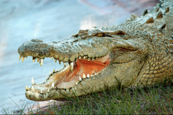 Gatorland Orlando: image of an alligator