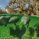 Florida manatees: image of three manatees swimming in the clear waters of Blue Springs State Park.