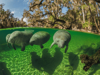 Florida manatees: image of three manatees swimming in the clear waters of Blue Springs State Park.