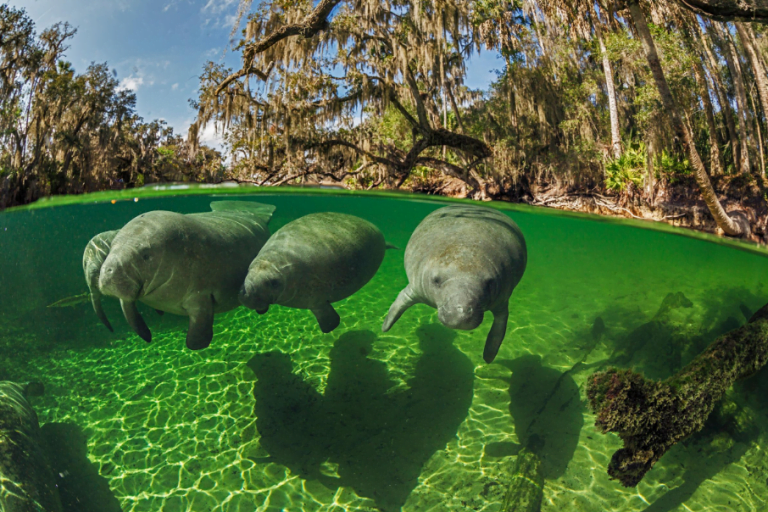 Florida manatees: image of three manatees swimming in the clear waters of Blue Springs State Park.