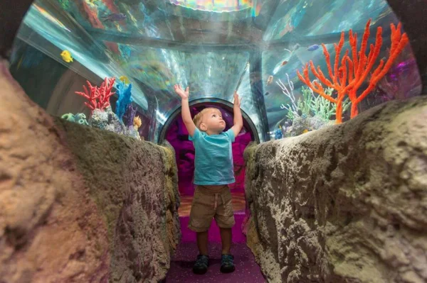 Cheap kids' attractions and things to do in Orlando: image of toddler exploring a tunnel aquarium at the SeaLife Aquarium in ICON Park Orlando.