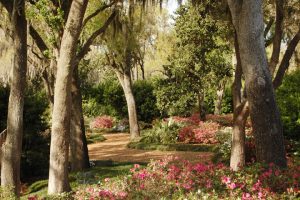 Bok Tower Gardens: image of blooming flowers in the garden