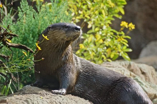 Cheap things to do with kids in Orlando: image of otter at the Central Florida Zoo in Sanford, Florida.
