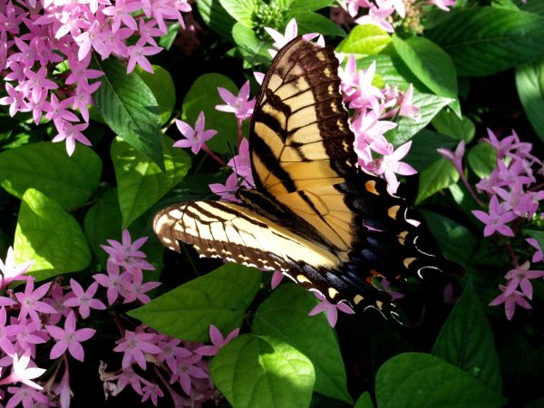 Image of butterfly at Leu Gardens Orlando