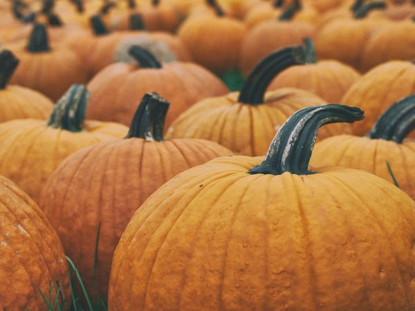 Pumpkin patches Orlando: image of orange pumpkins
