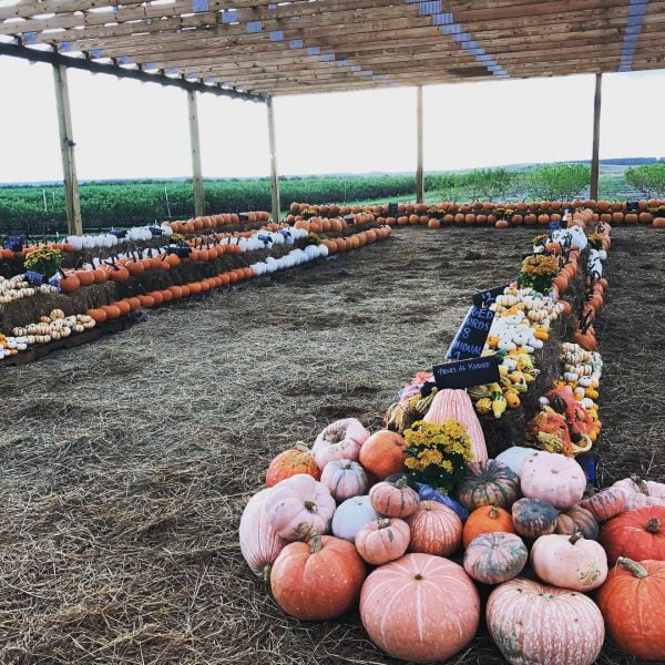 Things to do Orlando: image of pumpkin patch during the Fall Festival at Southern Hill Farms in Clermont Florida