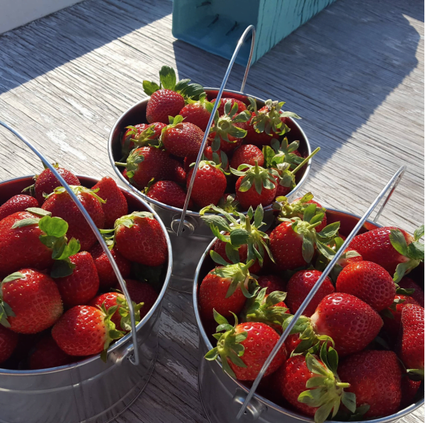 Strawberry picking Orlando: image of fresh strawberries in buckets