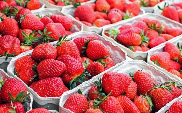 Strawberry picking Orlando: image of fresh strawberries 