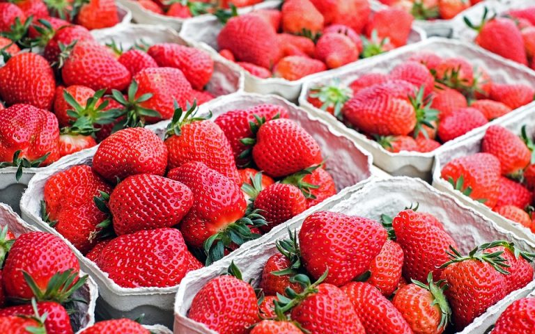 Things to do this weekend in Orlando: image of fresh strawberries at a u-pick strawberry farm near Orlando