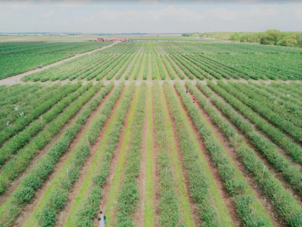Where to pick blueberries in Orlando: image of blueberry fields at Southern Hill Farms in Clermont, Florida near Orlando