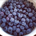 Orlando farms: image of freshly picked blueberries