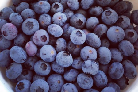 Orlando farms: image of freshly picked blueberries