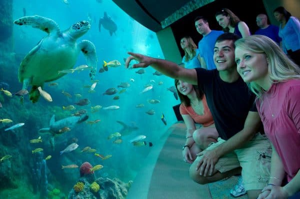 SeaWorld Orlando: image of people watching turtle swim at TurtleTrek