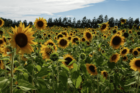 Sunflower fields Orlando: image of Graham Farms sunflower field