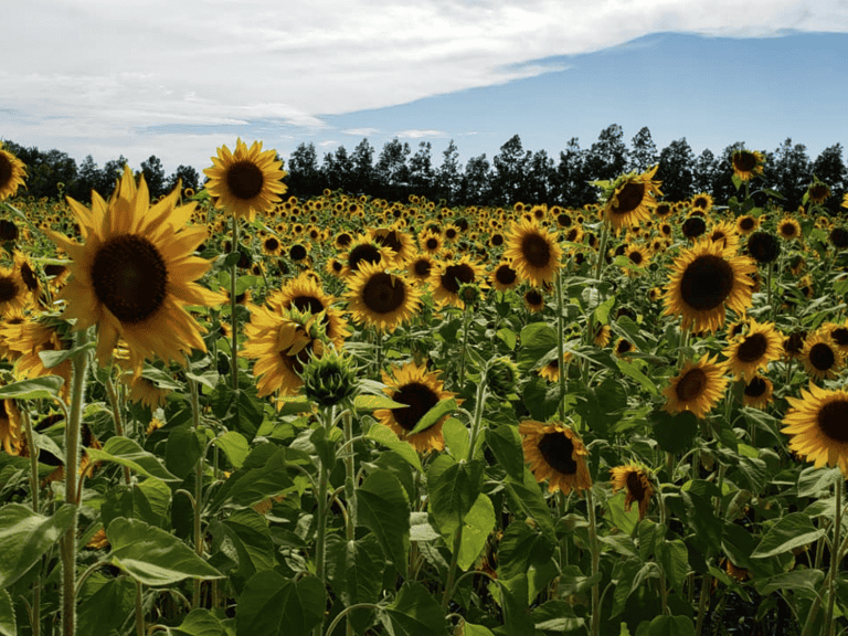 Sunflower fields Orlando: image of Graham Farms sunflower field