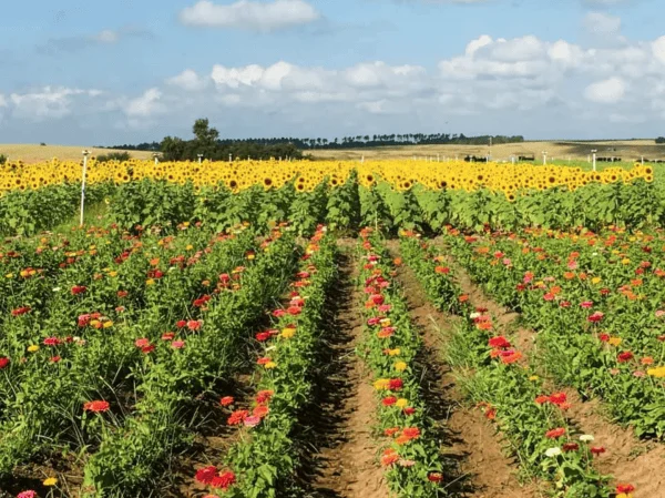 Orlando sunflowers: image of rows of sunflowers and zinnias at Southern Hill Farm in Clermont, Florida