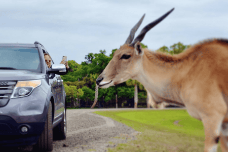Wild Florida Drive-Thru Safari: image of woman in her car taking a picture of a gazelle on the safari tour