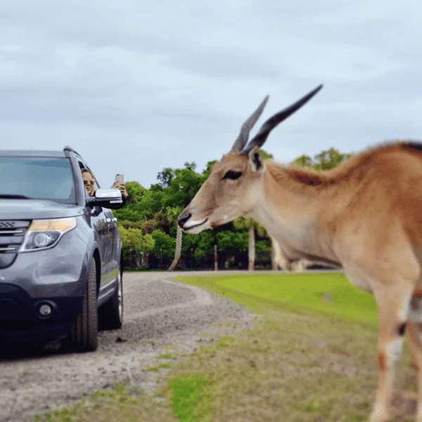 Wild Florida Drive-Thru Safari: image of woman in her car taking a picture of a gazelle on the safari tour