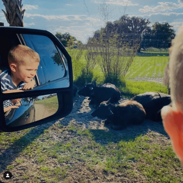 Wild Florida Drive-Thru Safari: image of boy looking at animals as he drives by in a car