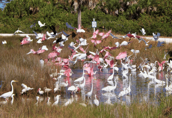 Blackpoint Wildlife Drive in Merritt Island: image of spoonbill birds 