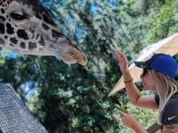 Cheap things to do in Orlando: image of a woman feeding at giraffe at the Central Florida Zoo in Sanford, Florida