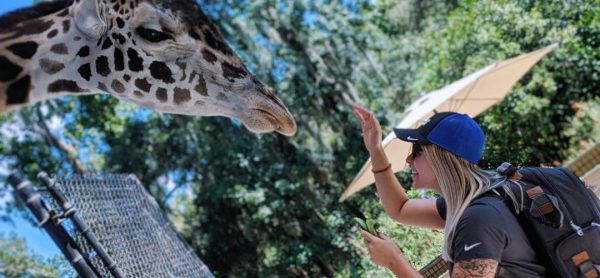 Cheap things to do in Orlando: image of a woman feeding at giraffe at the Central Florida Zoo in Sanford, Florida