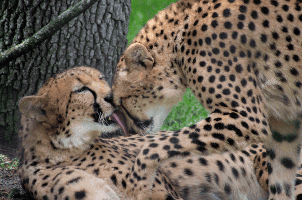 Central Florida Zoo Orlando: image of two cheetahs