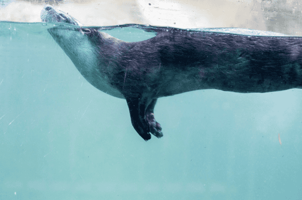 Central Florida Zoo discounts: image of otter swimming in water at the zoo in Sanford, Florida