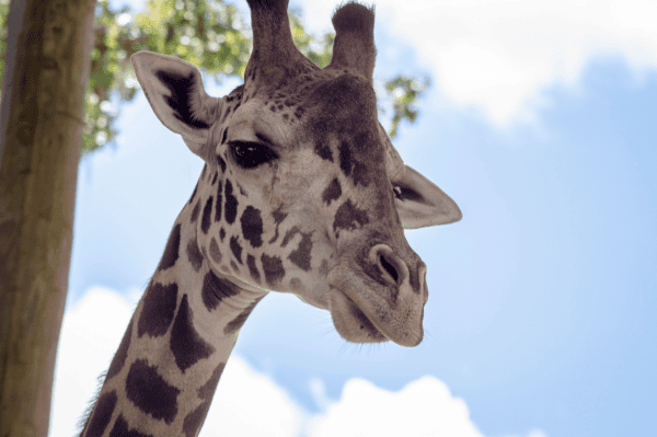 Central Florida Zoo discounts: image of giraffe at the zoo in Sanford, Florida