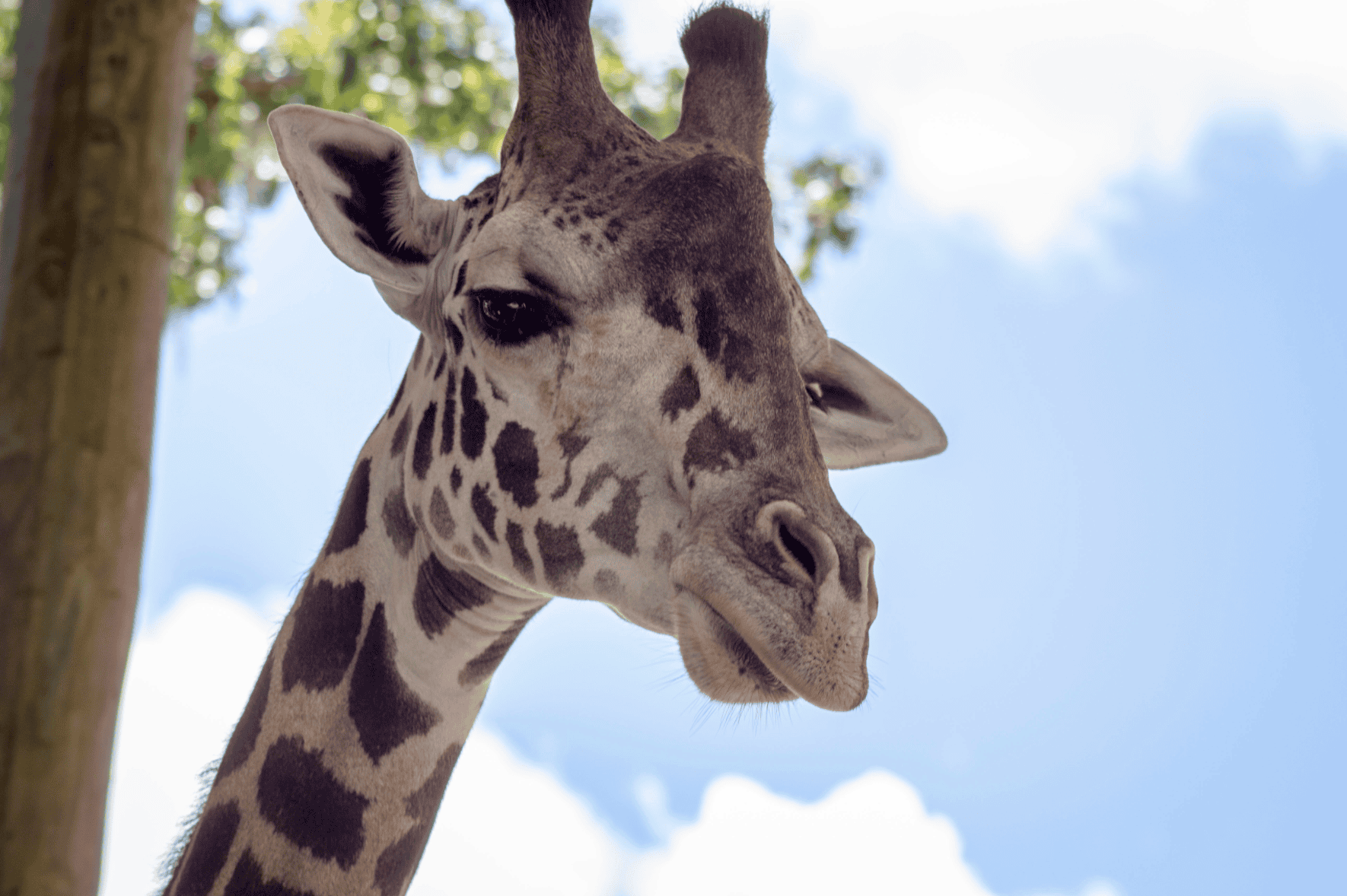 Central Florida Zoo discounts: image of giraffe at the zoo in Sanford, Florida