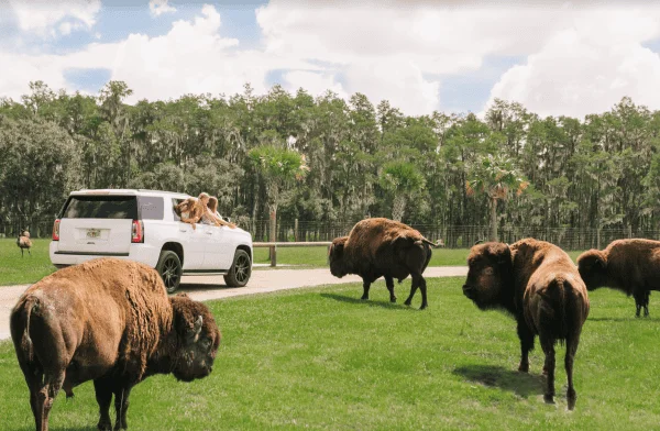 Wild Florida Drive-Thru Safari Park: image of a car filled with kids driving by buffalo at this safari attraction in Central Florida