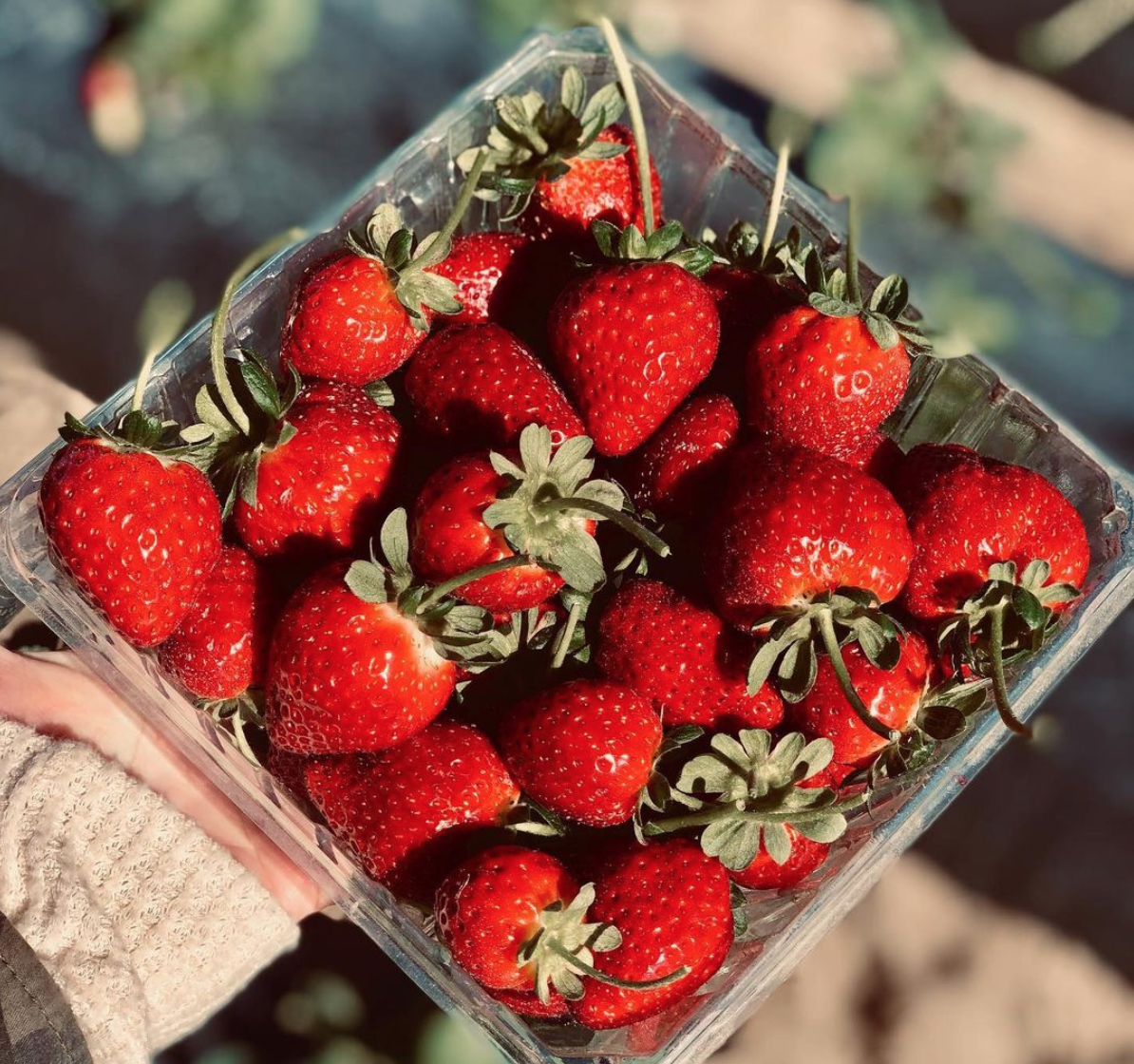 Strawberry picking in Orlando: image of a carton of fresh strawberries picked at Southern Hill Farms in Clermont, Florida