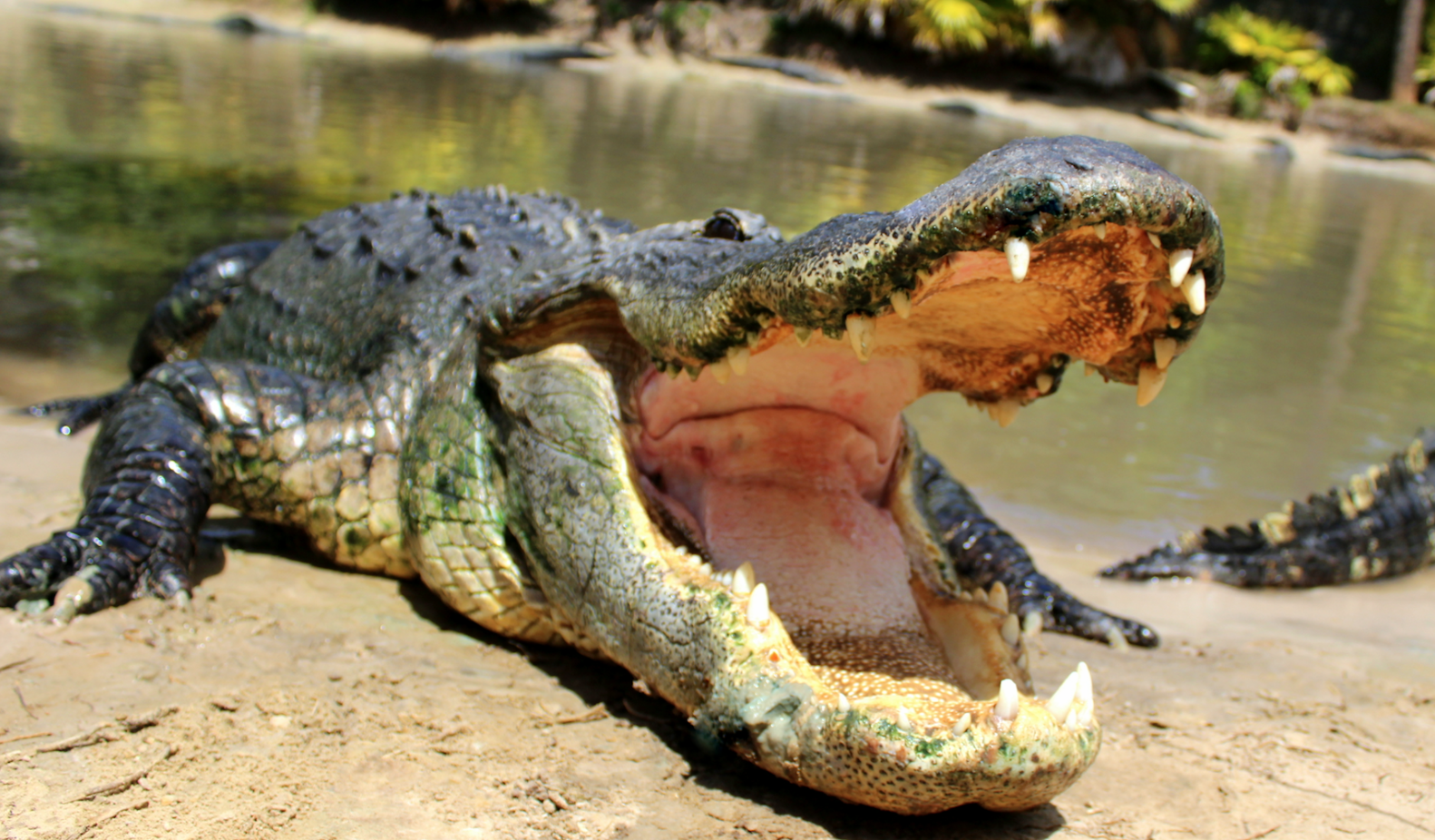 Things to do Orlando: image of Florida alligator at Wild Florida attraction near Orlando