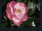 Free days at Leu Gardens: image of blooming flower at Harry P. Leu Gardens botanical gardens in downtown Orlando