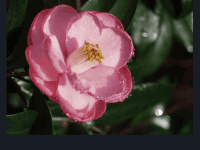 Free days at Leu Gardens: image of blooming flower at Harry P. Leu Gardens botanical gardens in downtown Orlando