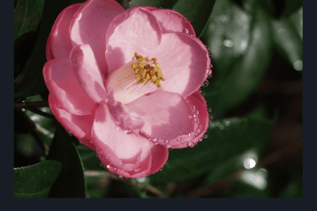 Free days at Leu Gardens: image of blooming flower at Harry P. Leu Gardens botanical gardens in downtown Orlando
