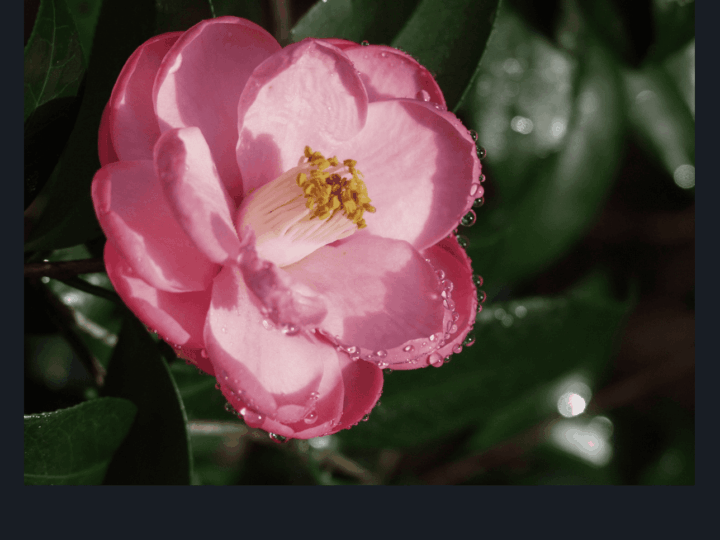 Free days at Leu Gardens: image of blooming flower at Harry P. Leu Gardens botanical gardens in downtown Orlando