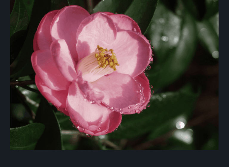 Free days at Leu Gardens: image of blooming flower at Harry P. Leu Gardens botanical gardens in downtown Orlando