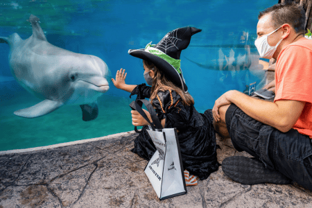 Halloween things to do Orlando: image of dad and daughter meeting a dolphin at SeaWorld Orlando during their signature family-friendly Halloween event, Spooktacular