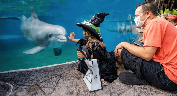 Halloween things to do Orlando: image of dad and daughter meeting a dolphin at SeaWorld Orlando during their signature family-friendly Halloween event, Spooktacular