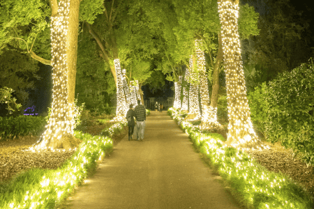 Where to see Christmas lights in Orlando: image of beautiful holiday lights on trees in Leu Gardens during Dazzling Nights