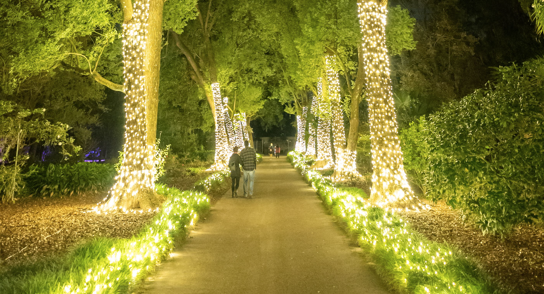 Where to see Christmas lights in Orlando: image of beautiful holiday lights on trees in Leu Gardens during Dazzling Nights