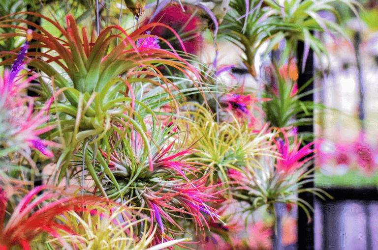 Gardens near Orlando: image of colorful air plants at Mead Bontanical Gardens in Winter Park, Florida near Orlando
