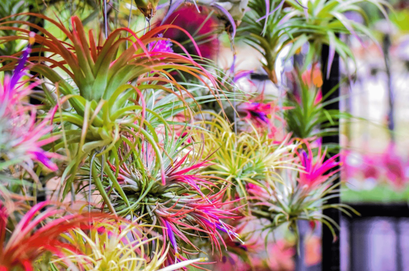 Gardens near Orlando: image of colorful air plants at Mead Bontanical Gardens in Winter Park, Florida near Orlando